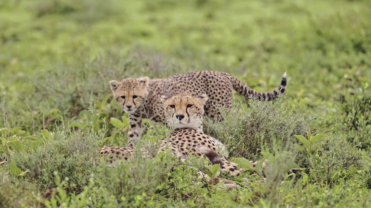 Cheetah and Cubs in Serengeti National Park in Tanzania in Africa on African Wildlife Safari Animals Game Drive
