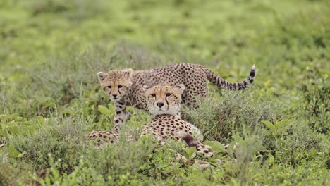 cheetah and cubs in serengeti national park in tanzania in africa on african wildlife safari animals game drive