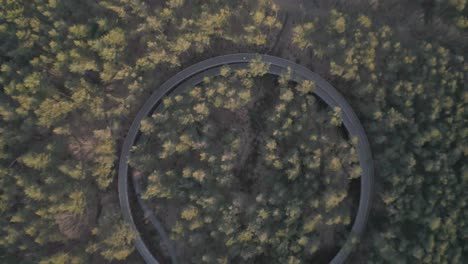 Sendero-De-Forma-Redonda-Que-Llega-A-Las-Copas-De-Los-árboles-En-La-Zona-Boscosa,-Vista-Aérea-De-Arriba-Hacia-Abajo