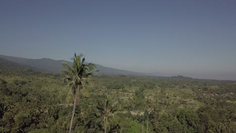 Bellas-Imágenes-Aéreas-Sobre-Los-Campos-De-Arroz-En-Bali