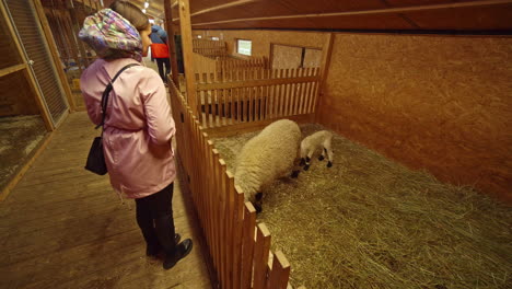 shot of a lady feeding mother sheep on straw with little white lamb jumping around an enclosure in the barn in krusta kalns, lithuania