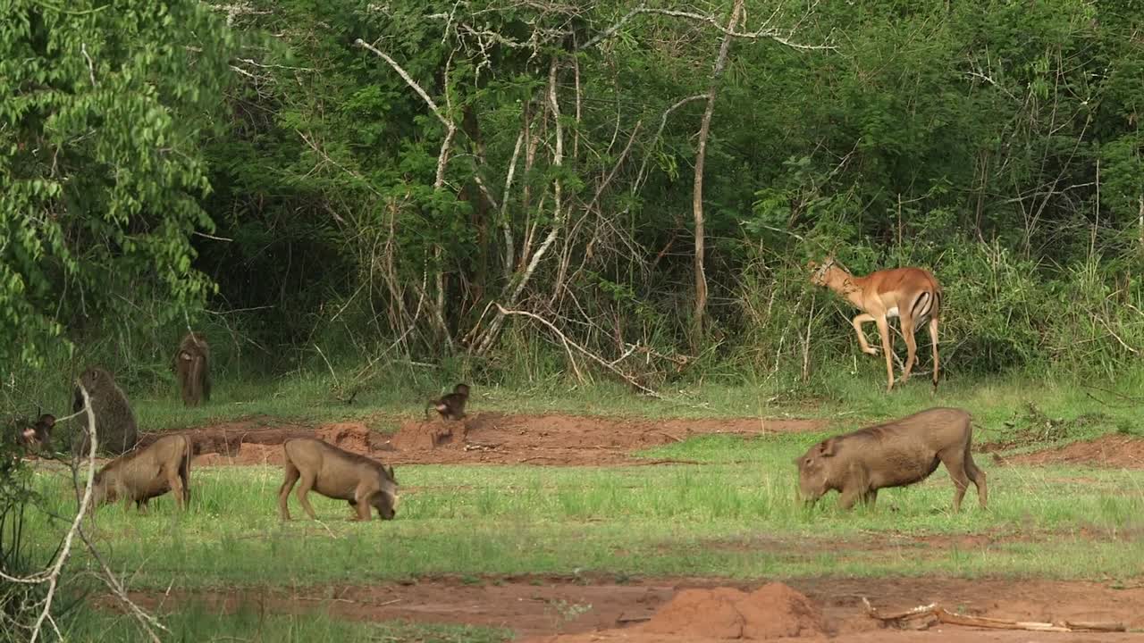 Gruppe af vortesvin, der græsser på en græsklædt lysning, mens en impala æder ved skovkanten bagved. Rwanda safari dyreliv i naturligt habitat, vidvinkeloptagelse om dagen