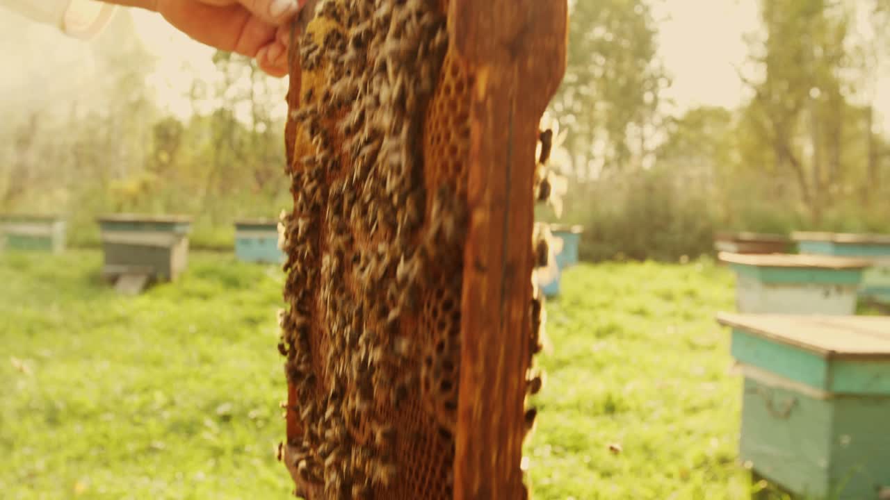 Beekeeper inspecting honeycomb frame
