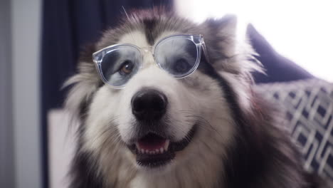 un lindo perro malamute con gafas