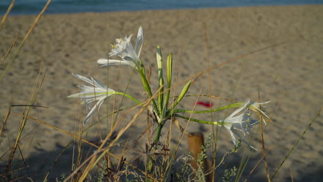 beautiful flowers of the daffodil, pancratium maritimum, slowly waving in the wind on a beach with the sea gently moving in the top background