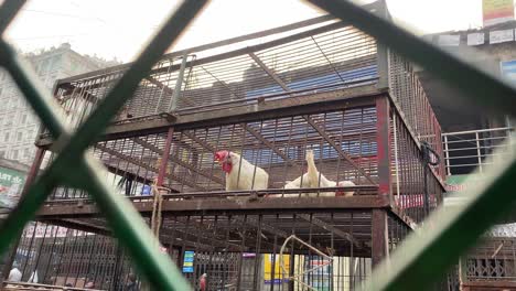 pollos atrapados en jaula expuestos a la venta en las calles de la ciudad