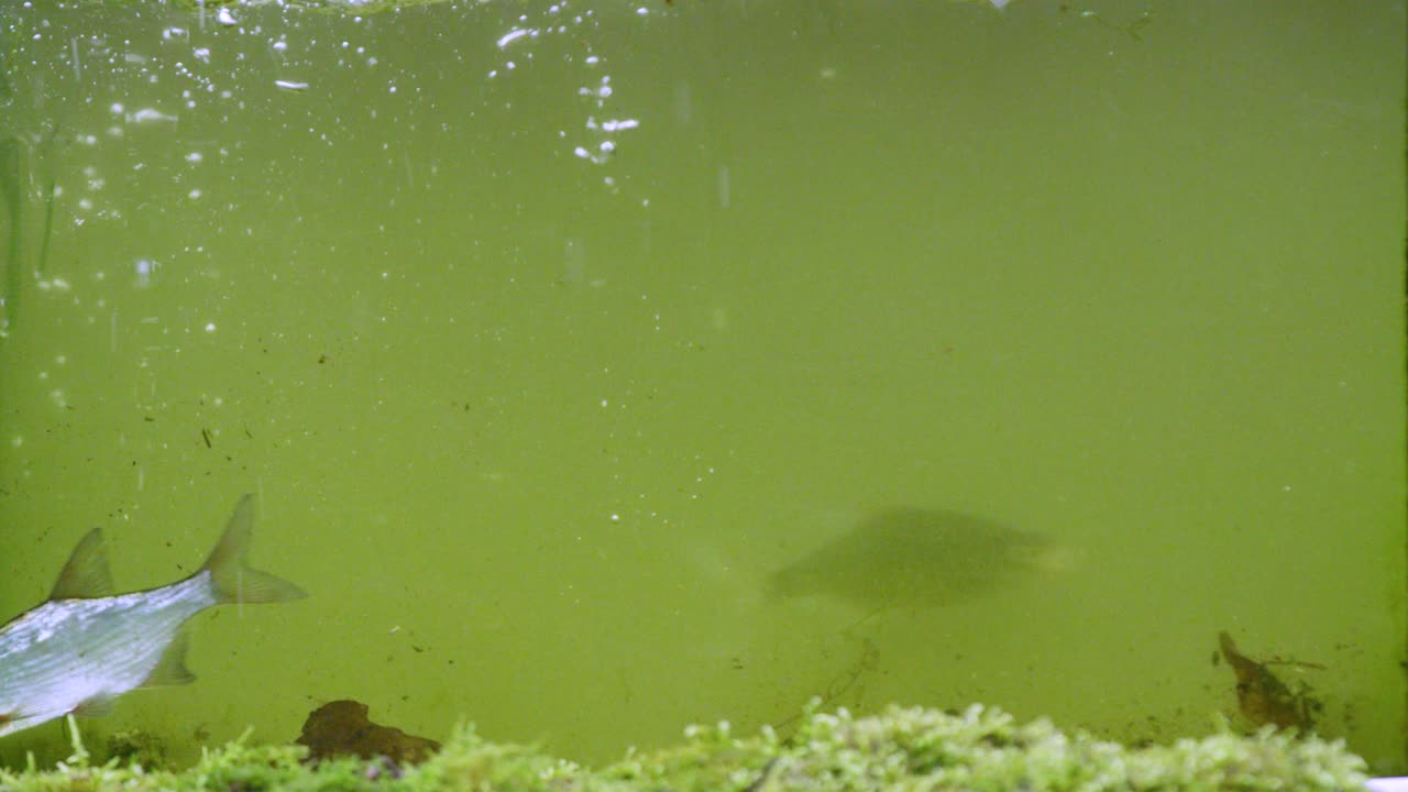acuario con agua verde y peces