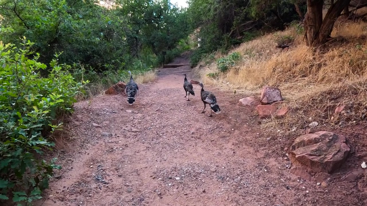 Kalkoenen die over een rood rotsachtig bergpad slenteren