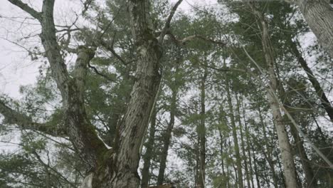 El-Norte-De-Michigan-Contiene-Una-Gran-Cantidad-De-áreas-Boscosas-Naturales-Que-Son-Perfectas-Para-Explorar-Durante-El-Invierno,-La-Primavera,-El-Verano-Y-El-Otoño