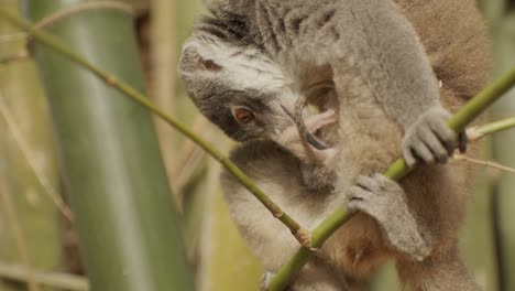 Brown-Maki-mother-caring-for-baby-by-licking-and-cleaning-fur,-little-tail-swinging