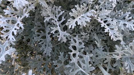 detailed view of centaurea cineraria foliage