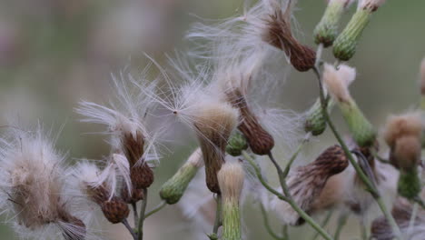 ein fleck wilder disteldaunensamen, der im wind weht