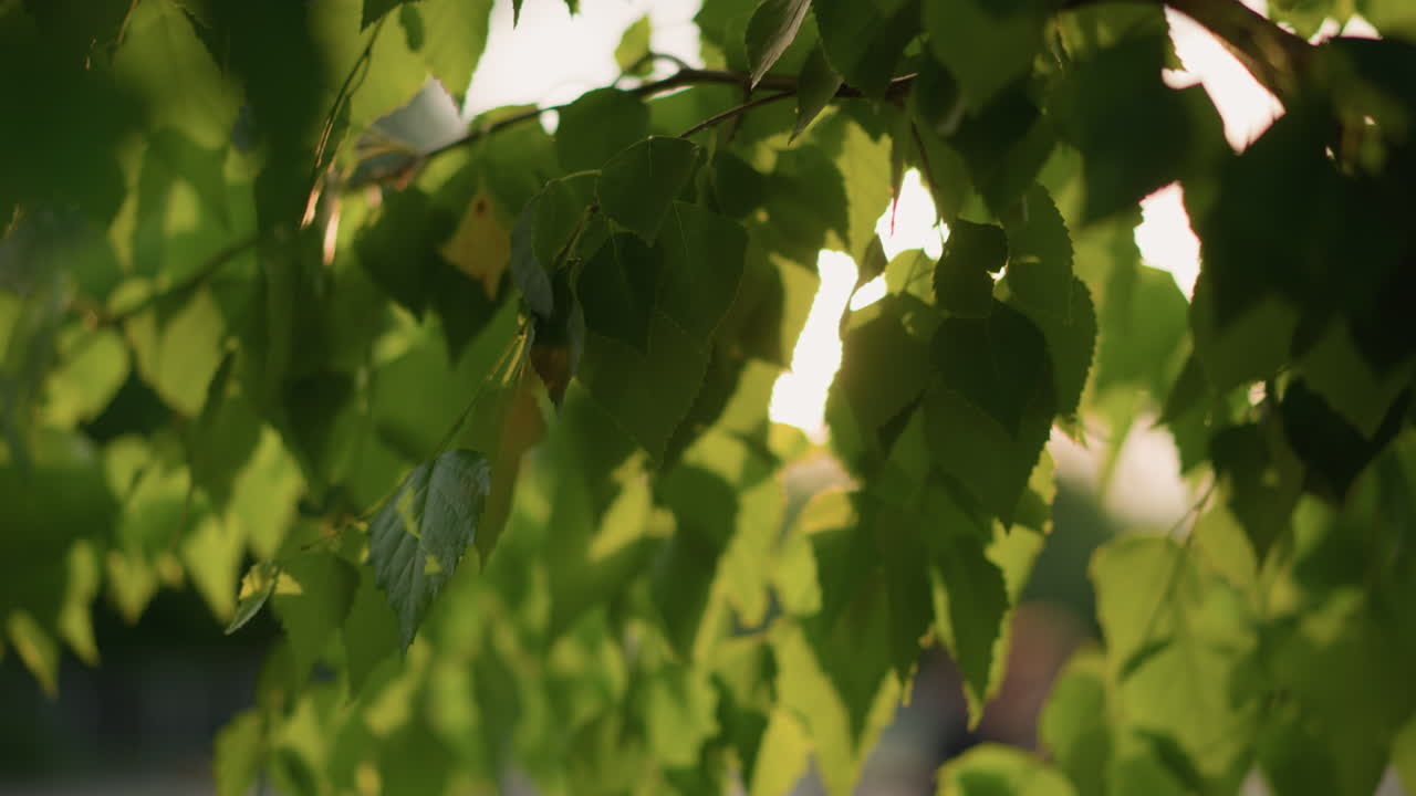 빛은 활기찬 초록색 잎을 통해 부드럽게 필터링하여 부드럽고 따뜻한 빛을 내며 평온한 분위기를 만니다. 흐릿한 배경은 잎의 자연적인 아름다움에 초점을 맞추고 있습니다.