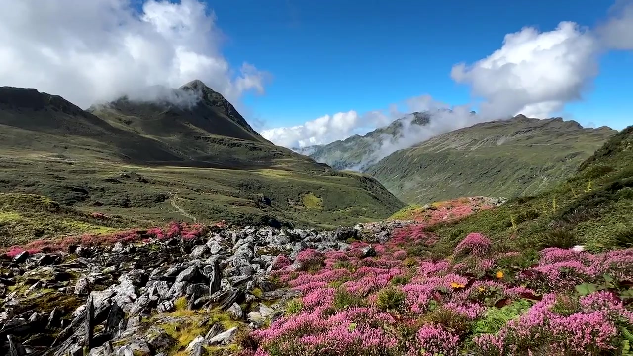 Paesaggio montano con fiori selvatici a Taplejung, Nepal