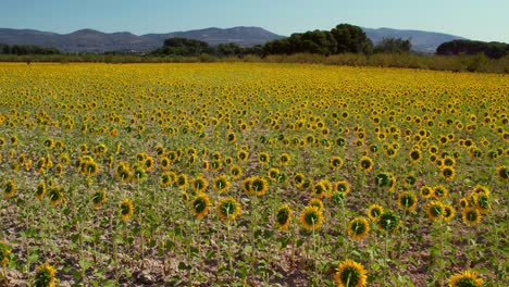 drone se eleva sobre campos de girasoles