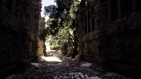 exploring ancient ruins with overgrown trees under sunlight
