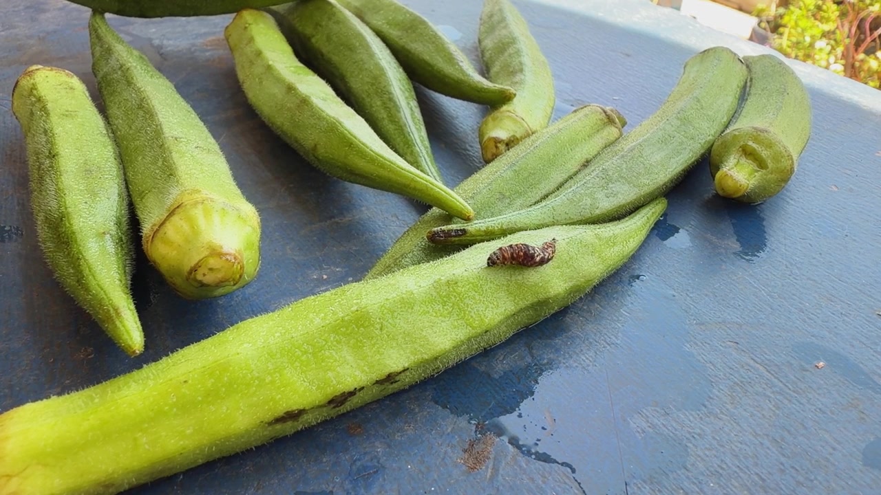 Imagem estática de uma lagarta broca-do-quiabo rastejando em vagens frescas de quiabo, destacando pragas agrícolas, danos à colheita e desafios na agricultura de vegetais.