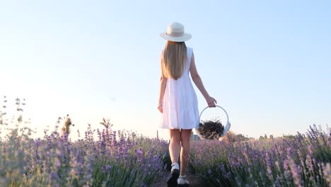 A Young Slender Woman in a White Cocktail Dress and a White Hat Walks through a Lavender Field a Young Slender Woman in a White Cocktail Dress and a White Hat Walks through a Lavender Field Woman with a Basket of Flowers Provence