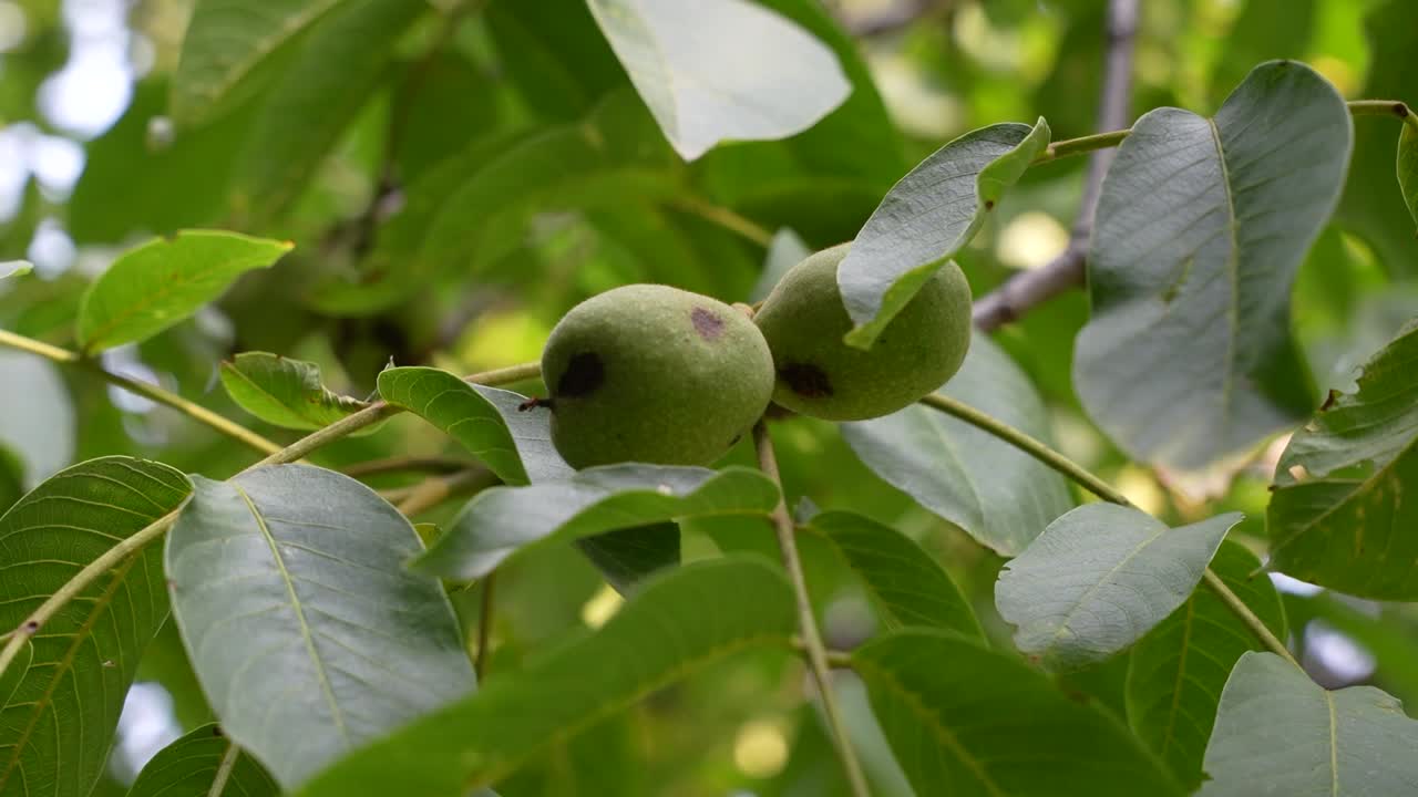 Primo piano di due noci verdi acerbe su un albero, circondate da foglie larghe con luce naturale