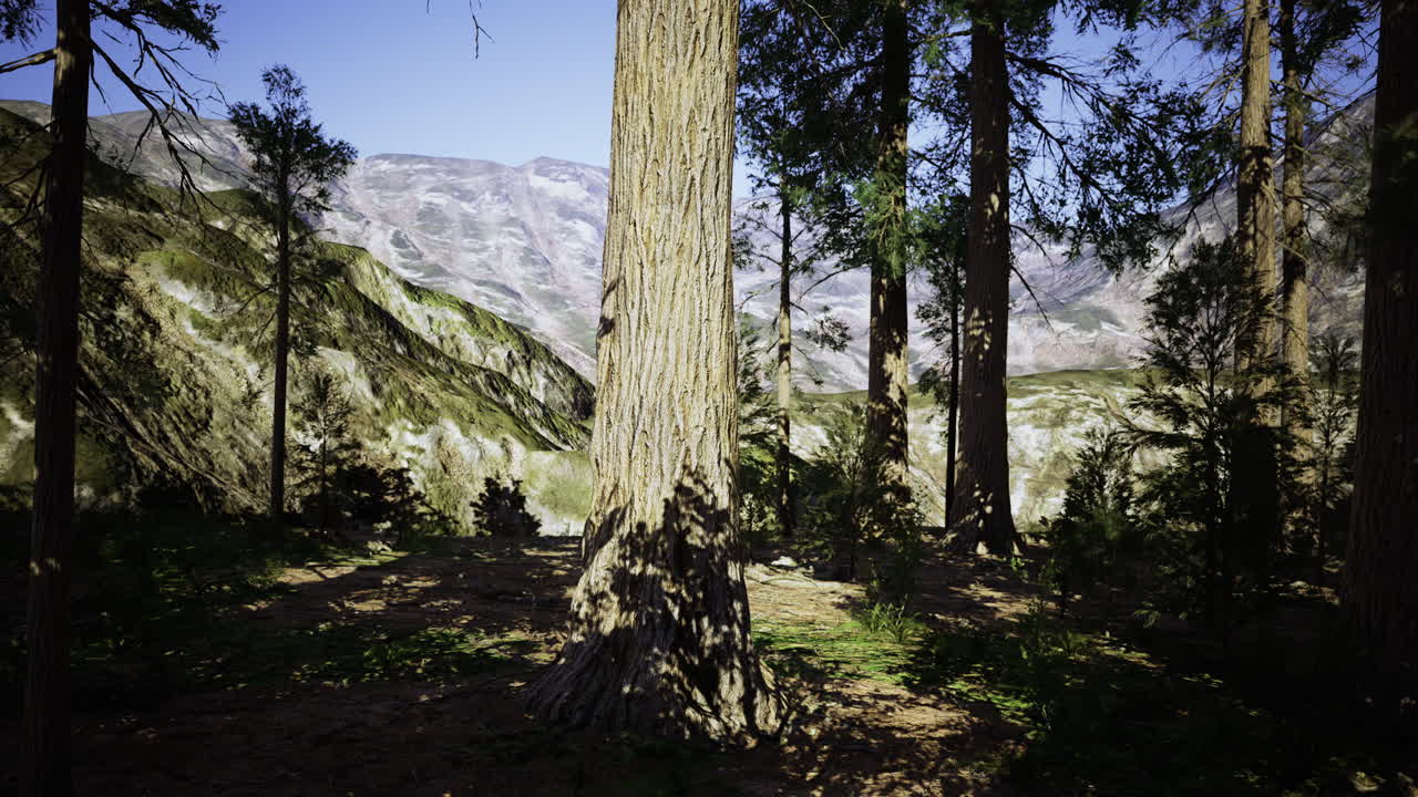 Tranquillo paesaggio forestale con alberi imponenti e montagne in lontananza