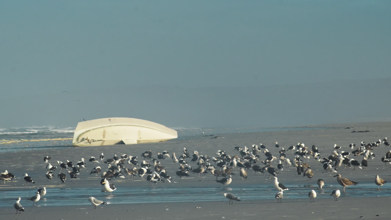 Flock of Seagulls Bathing Next To a Washed Up Yacht on the Beach - Medium Static Shot