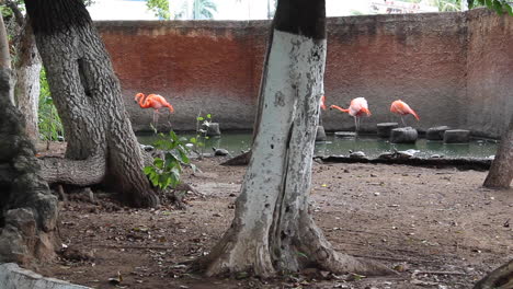 flamencos rosados en el zoológico