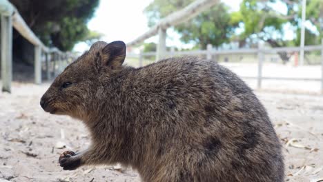 quokka se ve malhumorado, masticando comida