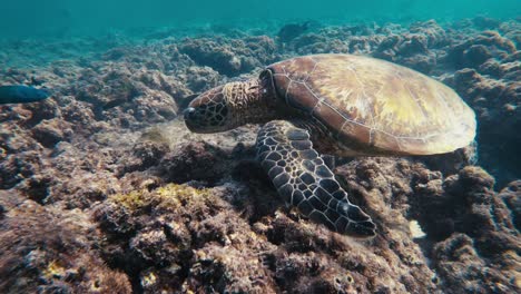 Marvel-at-the-serene-elegance-of-a-magnificent-turtle-gracefully-navigating-the-crystal-clear-depths-of-the-ocean