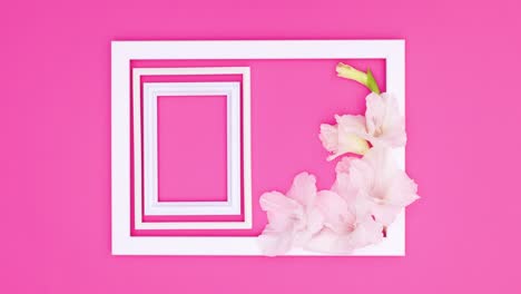 white frames appear in big frame with white flowers on pink theme. stop motion