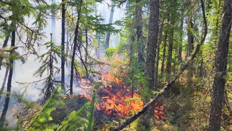 un vent fort rallume une flamme de feu sauvage brûlant à travers le sous-bois de la forêt sèche.