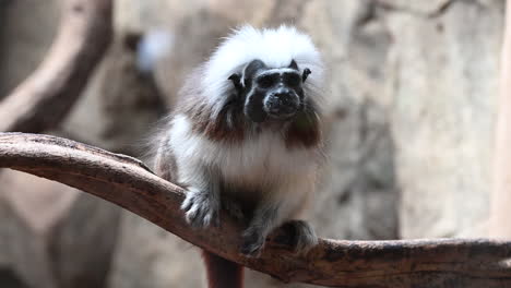 a black-faced monkey is lying on a branch in a pen and running away at the end, zoo