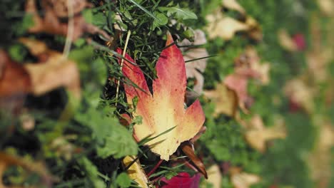 a single red maple leaf on the ground in the fall