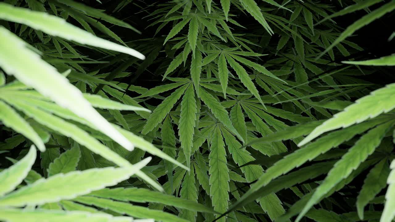 Hojas de cannabis sobre fondo oscuro