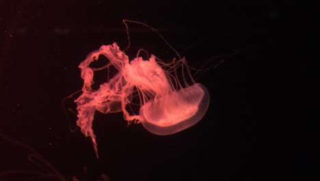 fluorescent jellyfish swimming in an aquarium pool. transparent jellyfish underwater shots with a glowing jellyfish. jellyfish swimming loop red