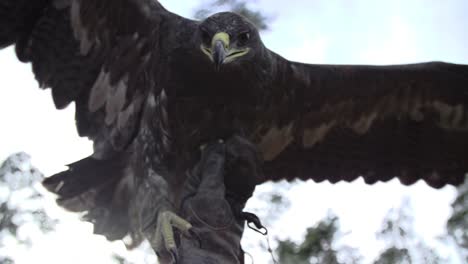 eagle, hawk with wide wings and feathers in slow motion on a glove of a master