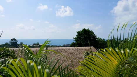 Wunderschönes-Tropisches-Resort-Mit-Blick-Auf-Das-Offene-Meer