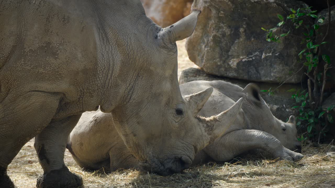 rhino calf sleeping with its mother standing around for protection