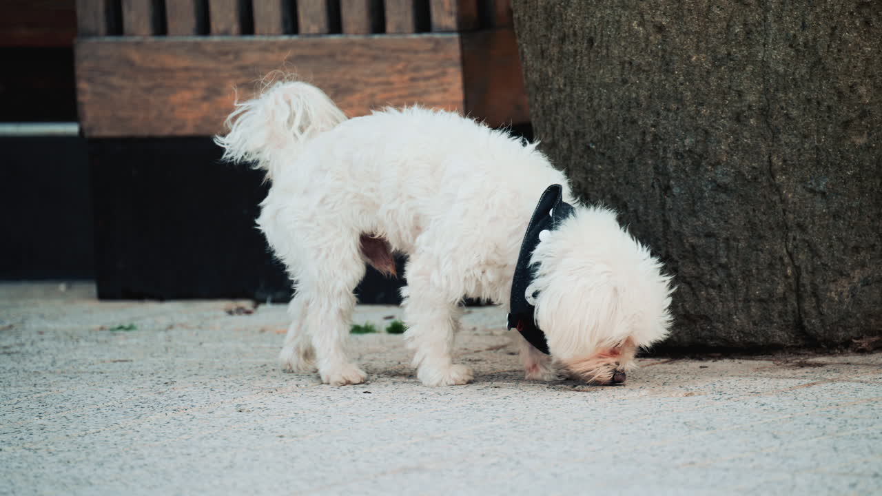 Adorable small white dog with fluffy fur walking slowly on a paved surface outdoors