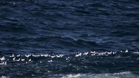 Una-Escuela-De-Peces-Pelágicos-Acecha-Debajo-De-Una-Bandada-De-Gaviotas-Flotando-En-La-Superficie-Del-Agua-Arremolinada