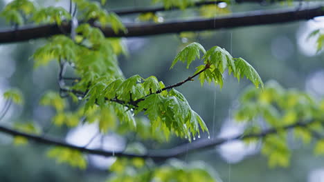 steady rain falling on tree branches with leaves - real time