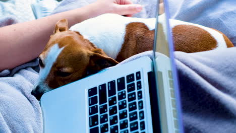 Der-Süße-Jack-Russell-Liegt-Auf-Dem-Bett-Neben-Dem-Besitzer,-Der-Am-Laptop-Arbeitet