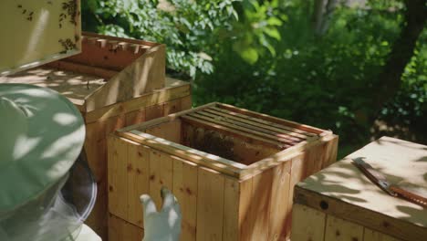 beekeeper placing brood frame into box at apiary bee yard