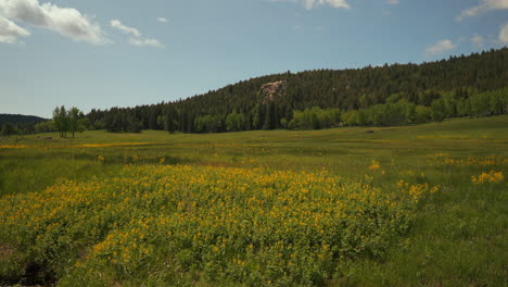 Filmisch-Colorado-Natur-Freiraum-Wiese-Gelb-Lila-Wildblumen-Espen-Bäume-Immergrüner-Nadelbaum-Felsbrocken-Denver-Frühling-Sommer-Bewölkt-üppiges-Hohes-Grünes-Gras-Schieberegler-Zeitlupe-Nach-Links-Bewegung