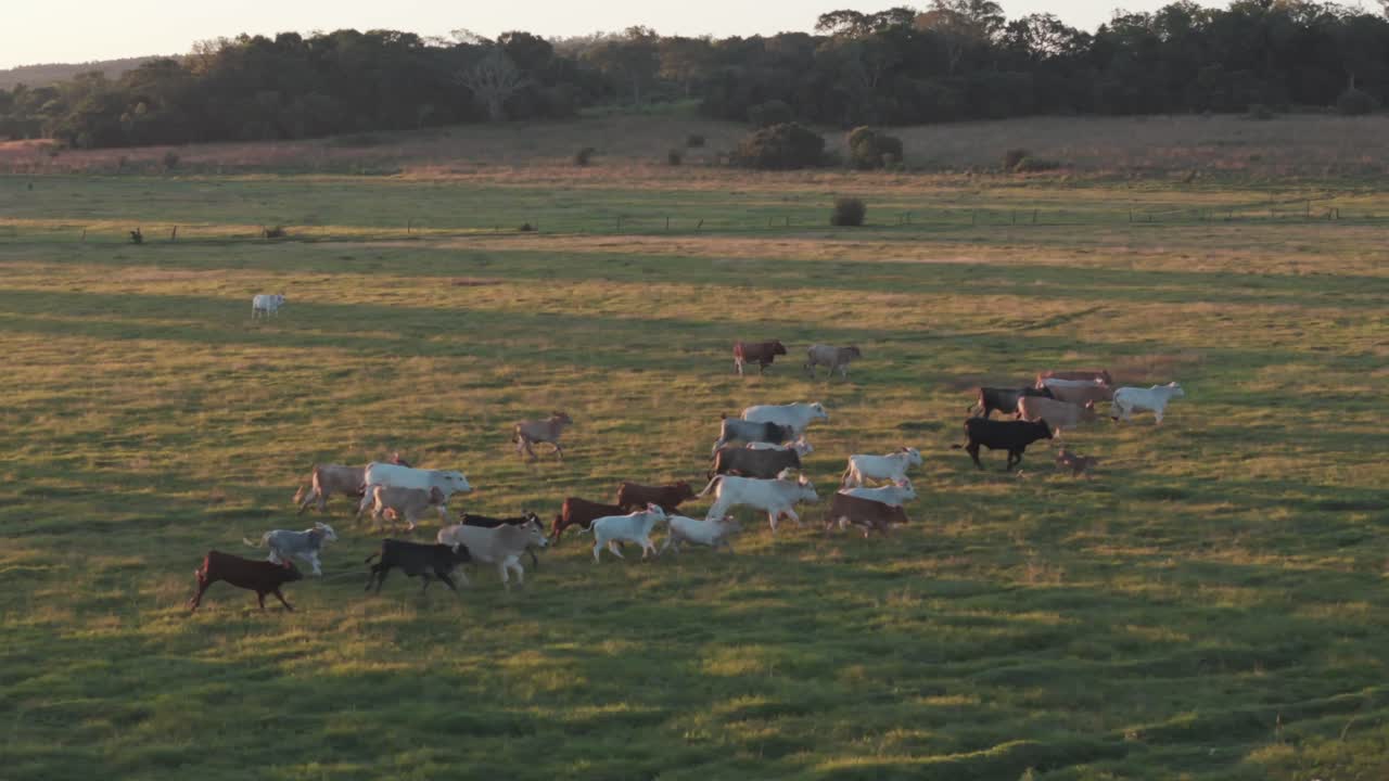 Mucche che corrono all'unisono in un campo durante un tramonto.