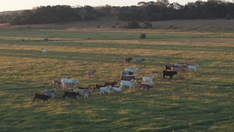 Kühe-Laufen-Synchron-Auf-Einem-Feld-Während-Eines-Sonnenuntergangs