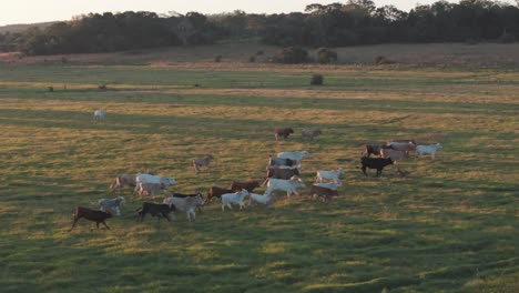 cows running in sync in a field during a sunset