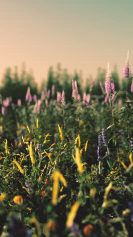 hermosas flores silvestres floreciendo en un campo