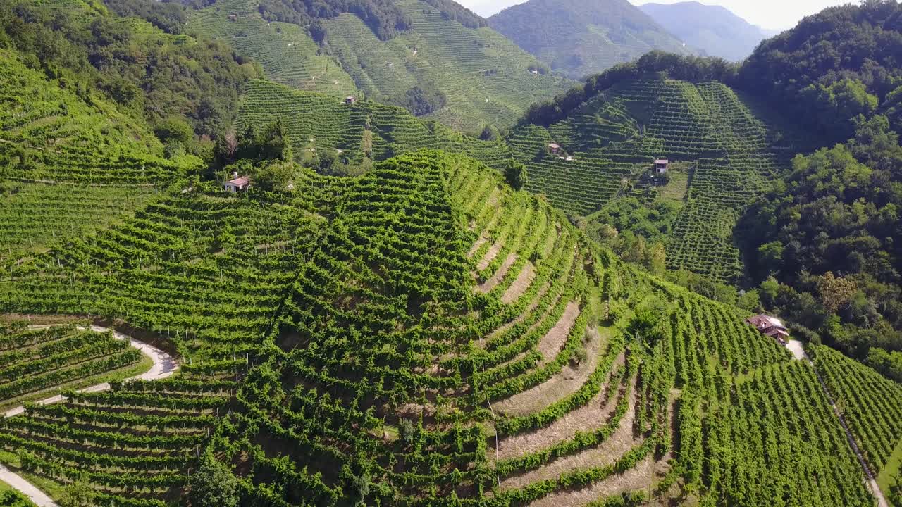 Hill with vineyards in Italy during a sunny summer day