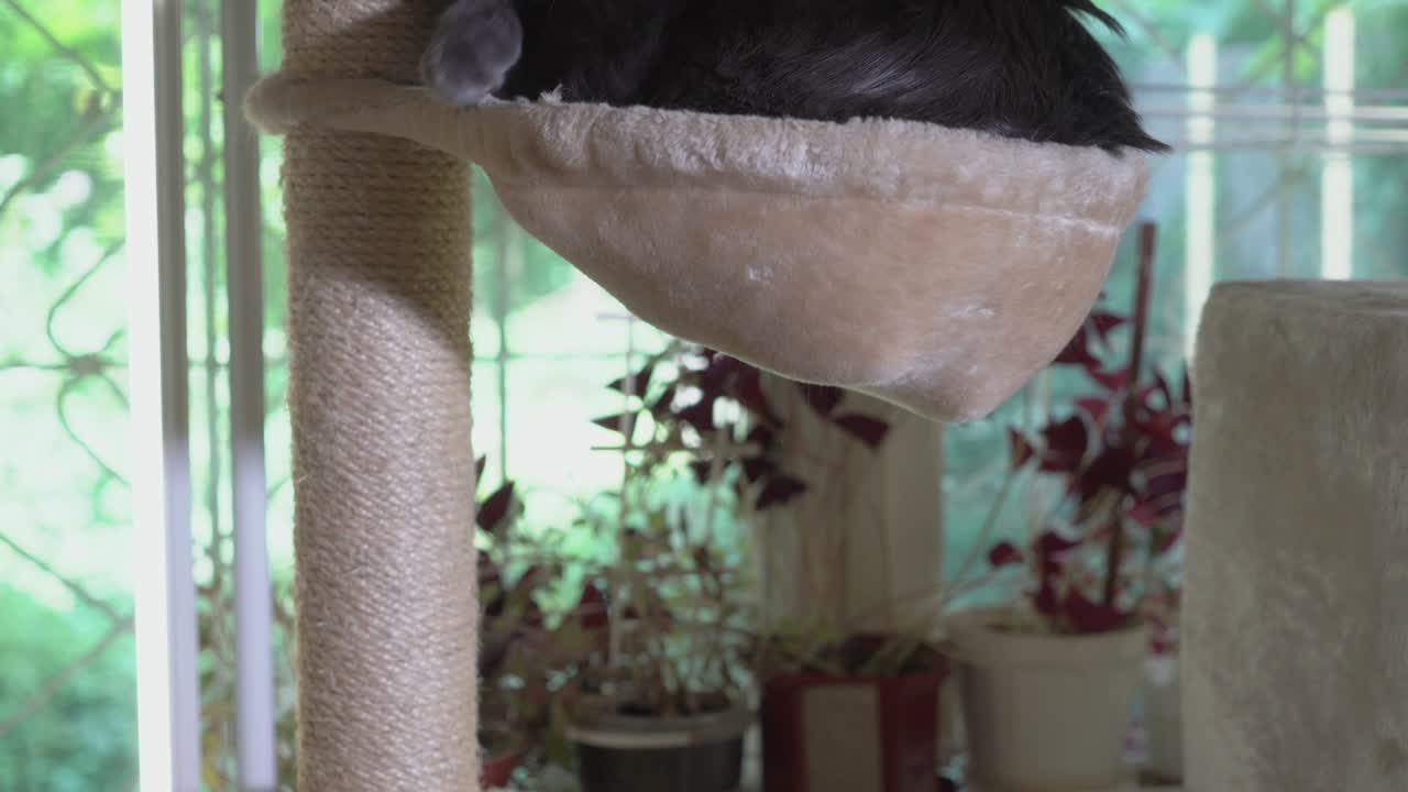 Large gray cat in his hammock bed at the top of scratching post licking itself
