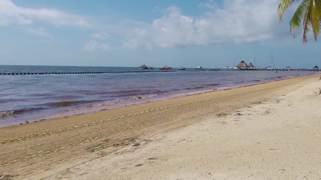 algas muertas llegando a la playa